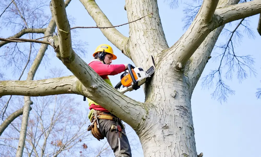 entretien d'arbres dans un jardin